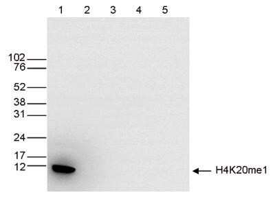 Western Blot: Histone H4 [Methyl Lys20] Antibody [NBP2-59258] - Western blot was performed on whole cell extracts (25 ug, lane 1) from HeLa cells, and on 1 ug of recombinant histone H2A, H2B, H3 and H4 (lane 2, 3, 4 and 5, respectively) using the antibody against H4K20me1. The antibody was diluted 1:1,000 in TBS-Tween containing 5% skimmed milk. The marker (in kDa) is shown on the left, the position of the protein is indicated on the right.